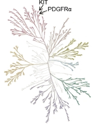 GRAPHIC
